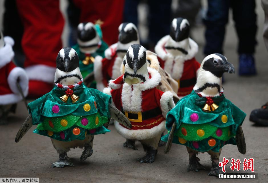 Desfile cómico de pingüinos en vestidos navideños2