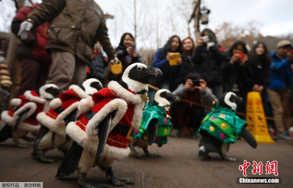 Desfile cómico de pingüinos en vestidos navideños4
