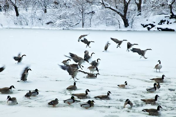 Con adorno de la nieve, el invierno se vuelve más romántico16