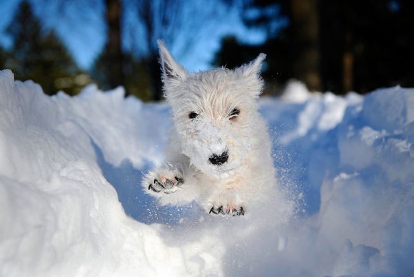 Con adorno de la nieve, el invierno se vuelve más romántico6