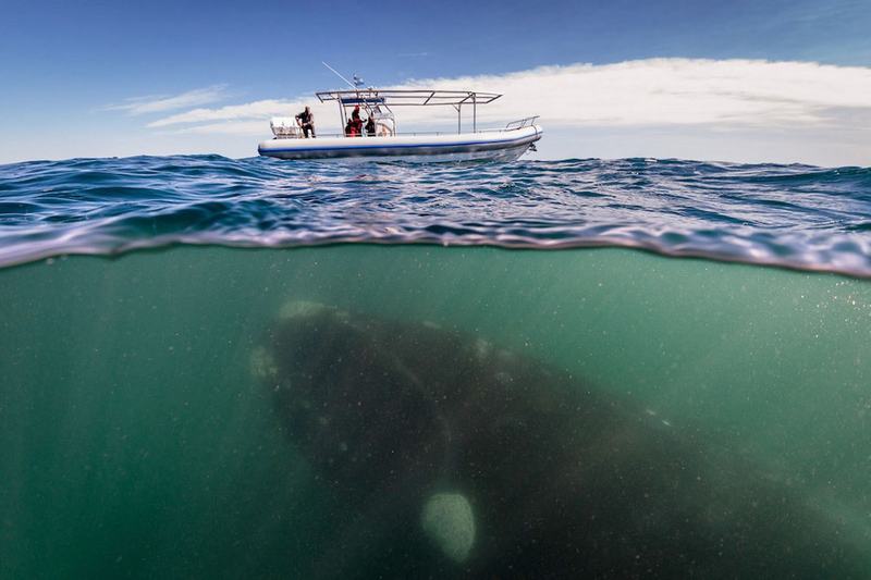 Ballena de 50 toneladas “mira” al barco