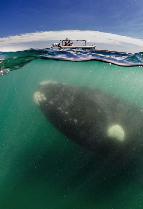 Ballena de 50 toneladas “mira” al barco