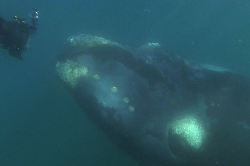 Ballena de 50 toneladas “mira” al barco