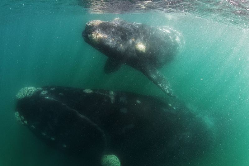 Ballena de 50 toneladas “mira” al barco