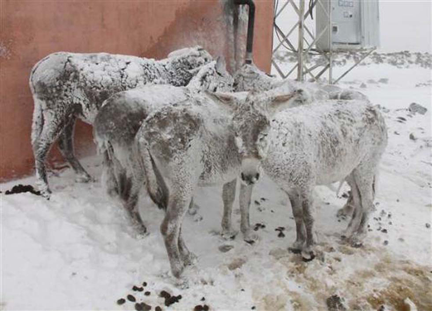 Pobres burros congelados se convierten en esculturas vivas2