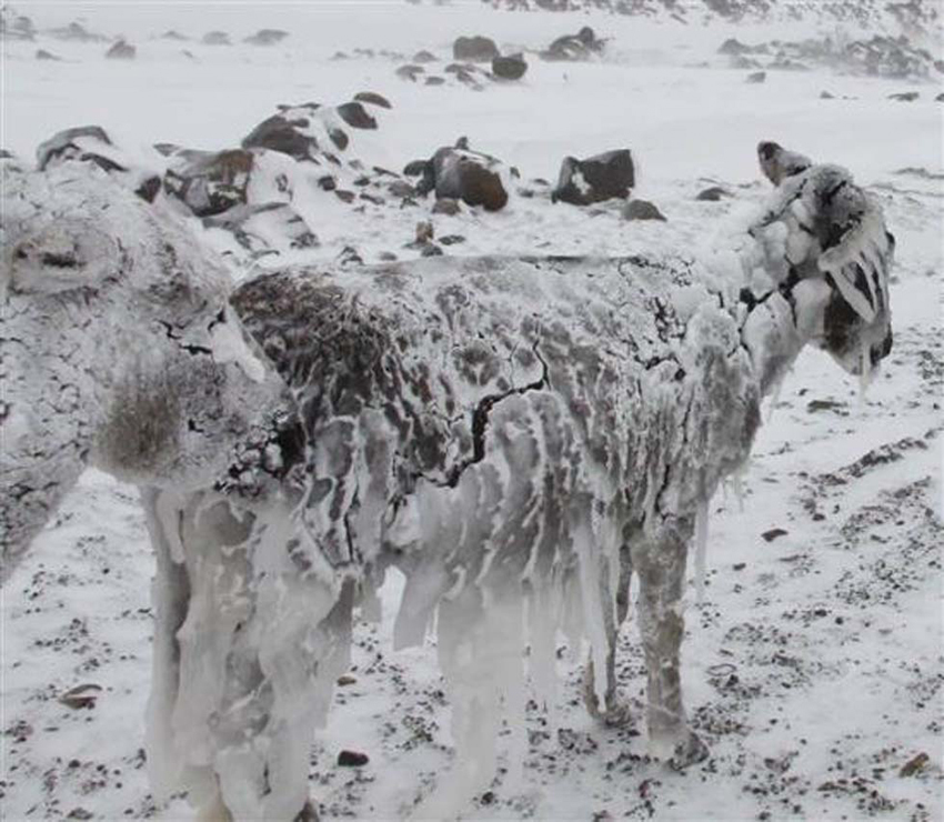 Pobres burros congelados se convierten en esculturas vivas5