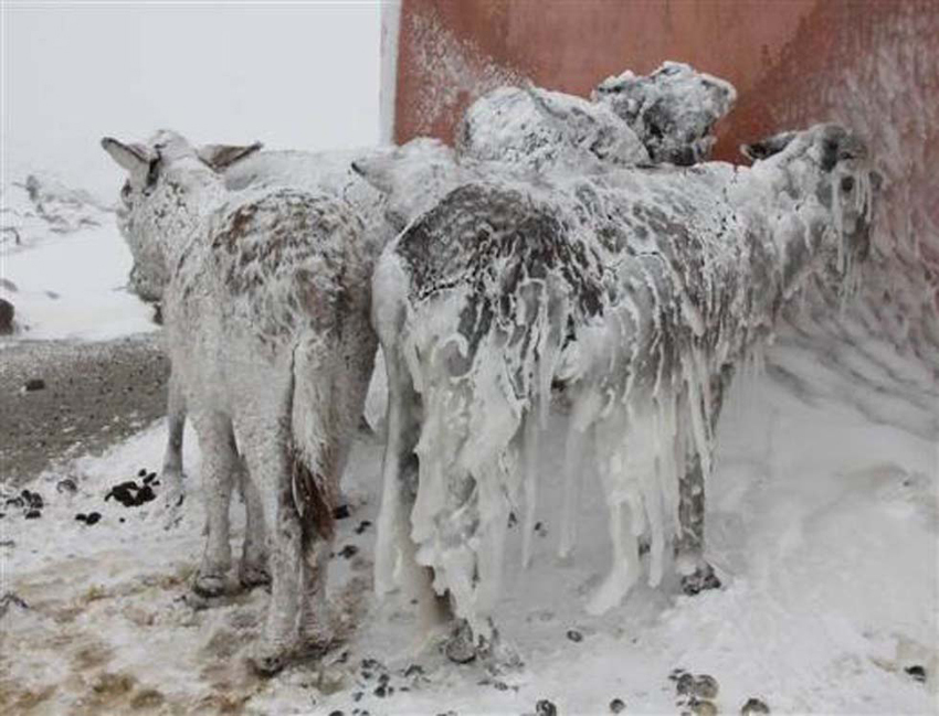 Pobres burros congelados se convierten en esculturas vivas3