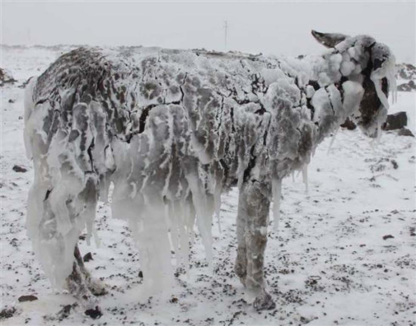 Pobres burros congelados se convierten en esculturas vivas4