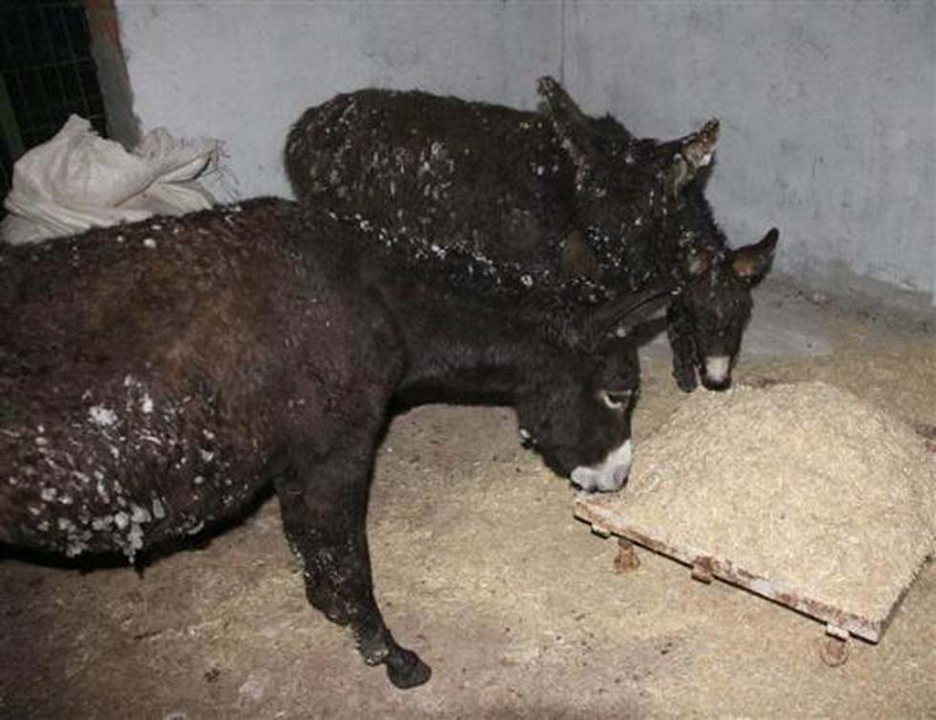 Pobres burros congelados se convierten en esculturas vivas6