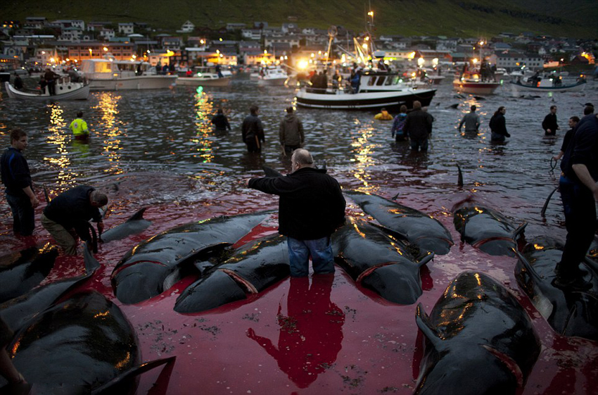 Sangrientes escenas de la brutal matanza de delfines calderones en Dinamarca 3