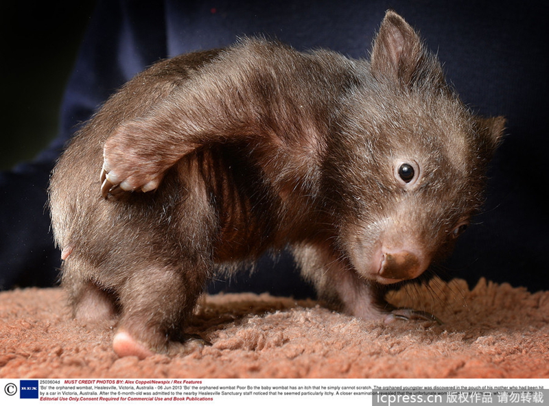 Fotos anuales - mejores fotos de animales de 2013 