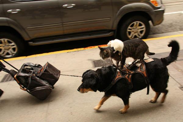 11 fotos de gatos ‘gandallas’ con perros