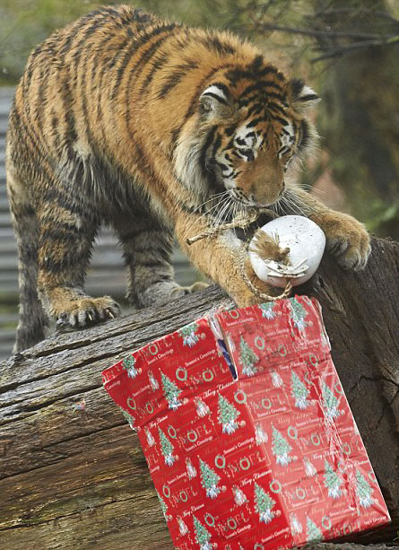 Tigre impaciente no puede esperar más para abrir su relago de Navidad2