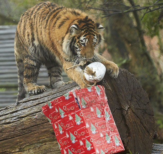 Tigre impaciente no puede esperar más para abrir su relago de Navidad3