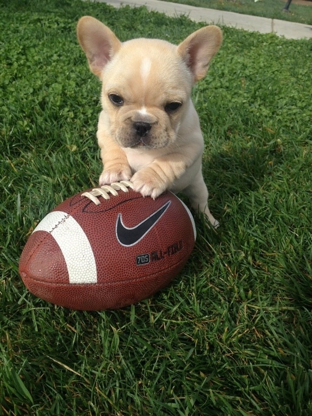 Fotos más graciosas de los adorables bulldogs