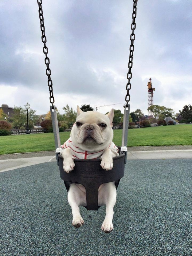 Fotos más graciosas de los adorables bulldogs