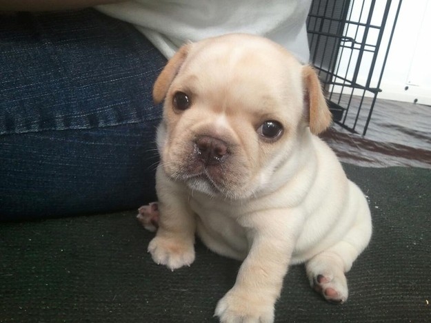 Fotos más graciosas de los adorables bulldogs