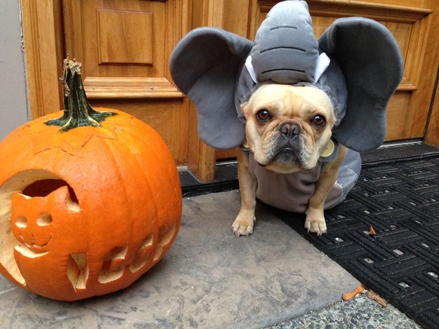 Fotos más graciosas de los adorables bulldogs