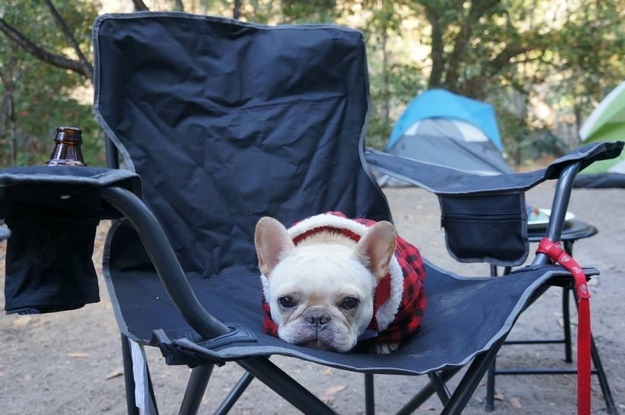 Fotos más graciosas de los adorables bulldogs