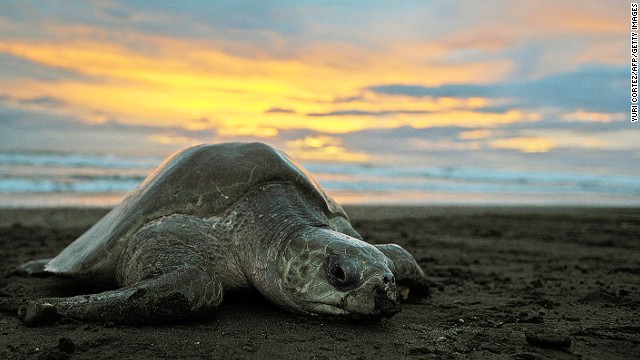 Costa Rica: la playa que gana el premio ‘Blue Flag Award’