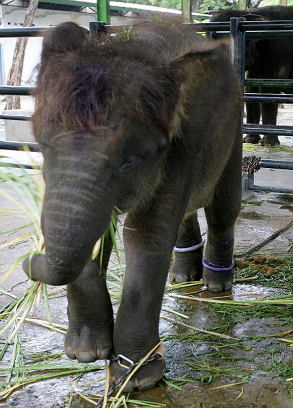 Zoologico de Surabaya, peor que el infierno de los animales 