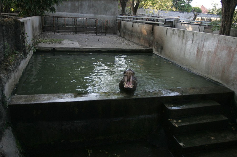 Zoologico de Surabaya, peor que el infierno de los animales 
