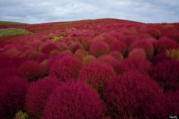 Los 30 lugares de visita obligada antes de los años 30: Parque de Costa Hitachi, Japón