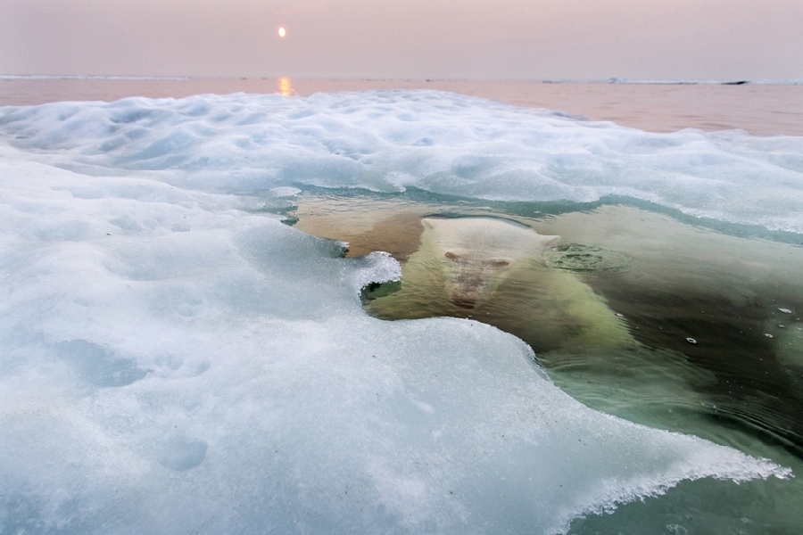 Las obras ganadoras de ‘National Geographic’ de 2013: The Ice Bear
