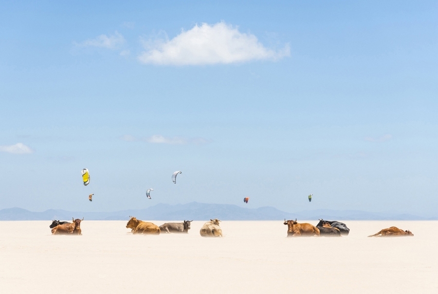 Las obras ganadoras de ‘National Geographic’ de 2013: Cows and Kites