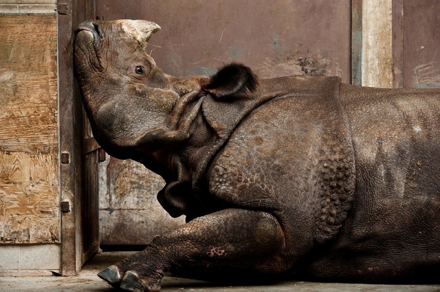 Las obras ganadoras de ‘National Geographic’ de 2013: Indian Rhino, Canadian Winter