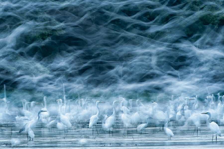 Las obras ganadoras de ‘National Geographic’ de 2013: Flying Egrets