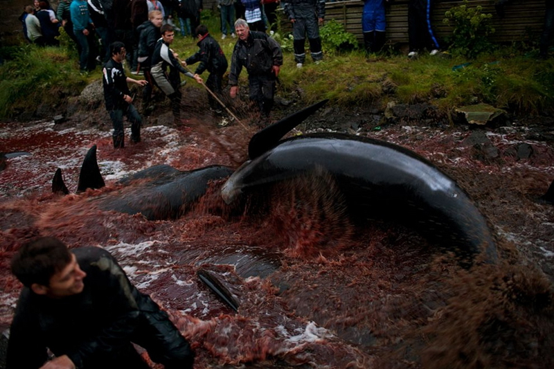 La ferocidad del hombre - caza de ballenas en las Islas Feroe 