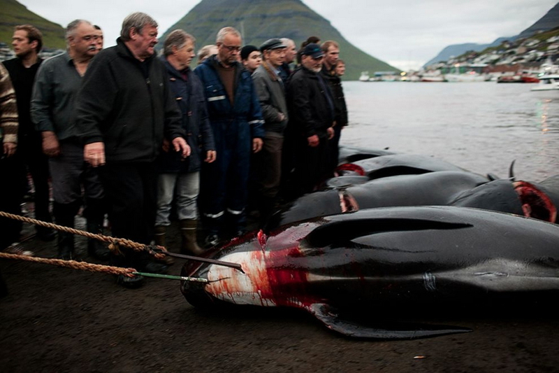 La ferocidad del hombre - caza de ballenas en las Islas Feroe 
