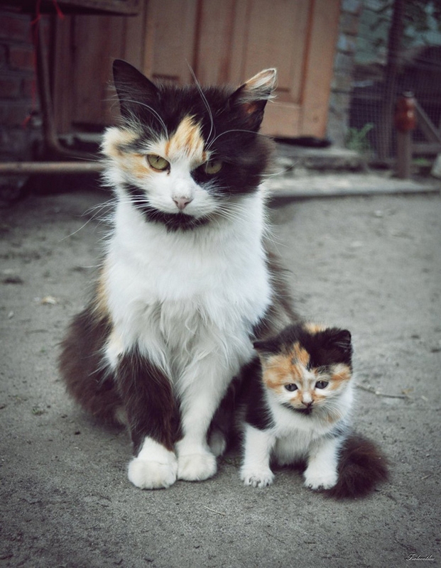 Fotos graciosas de animales - padres e hijos