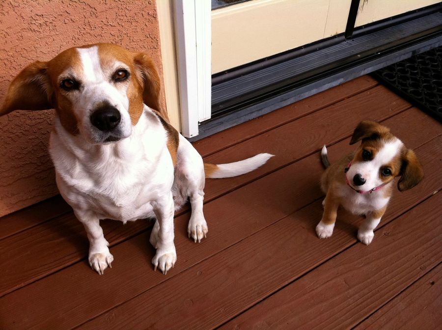 Fotos graciosas de animales - padres e hijos