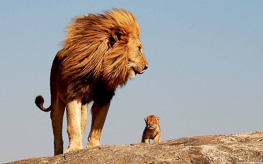 Fotos graciosas de animales - padres e hijos