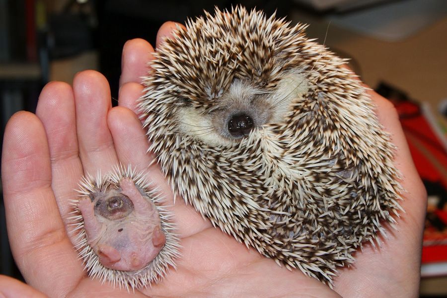 Fotos graciosas de animales - padres e hijos