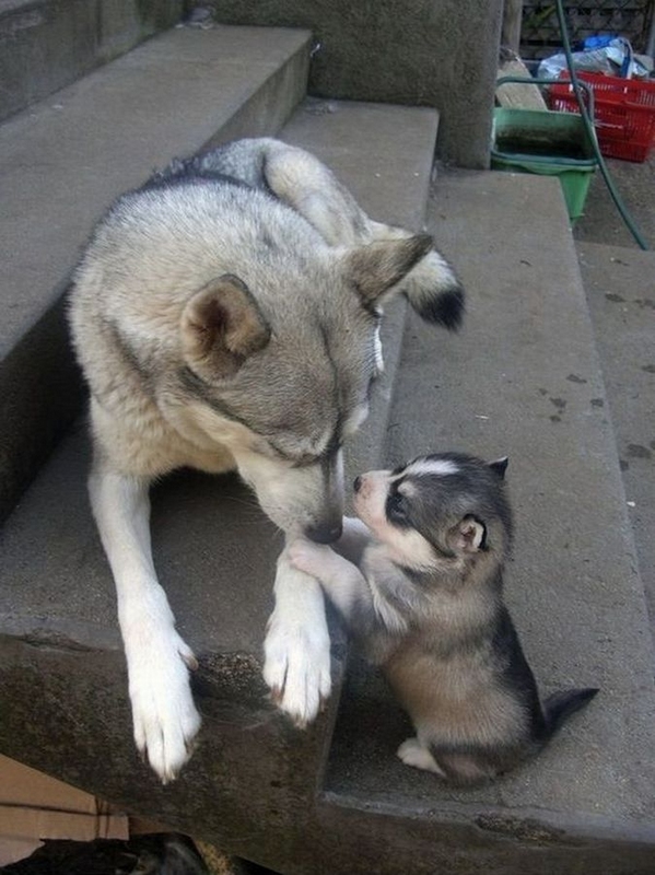 Fotos graciosas de animales - padres e hijos