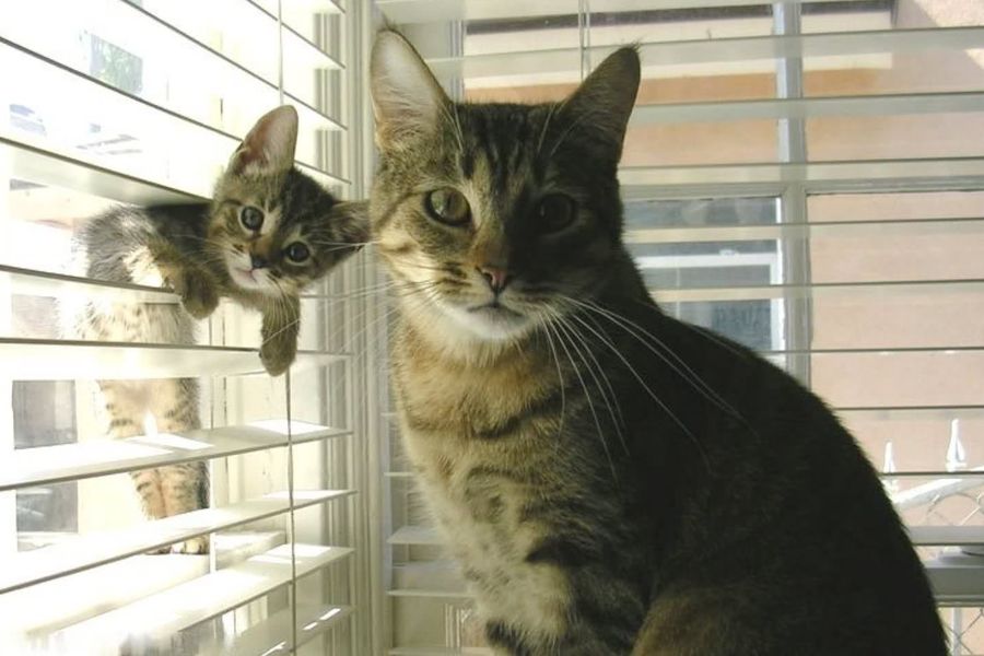 Fotos graciosas de animales - padres e hijos