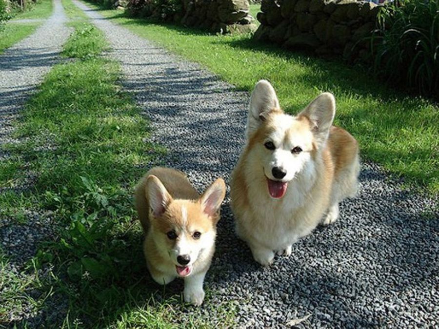 Fotos graciosas de animales - padres e hijos