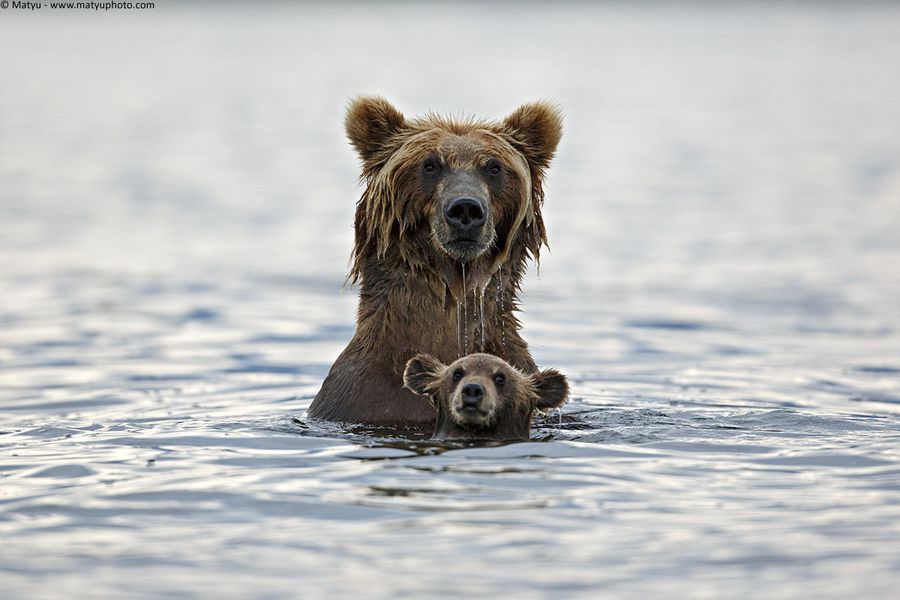 Fotos graciosas de animales - padres e hijos