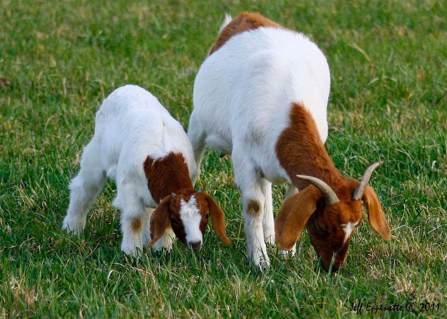 Fotos graciosas de animales - padres e hijos