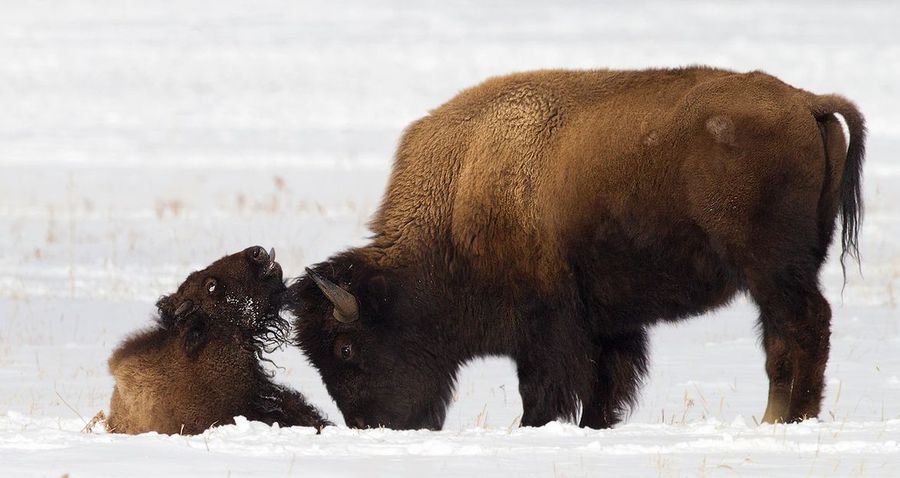 Fotos graciosas de animales - padres e hijos