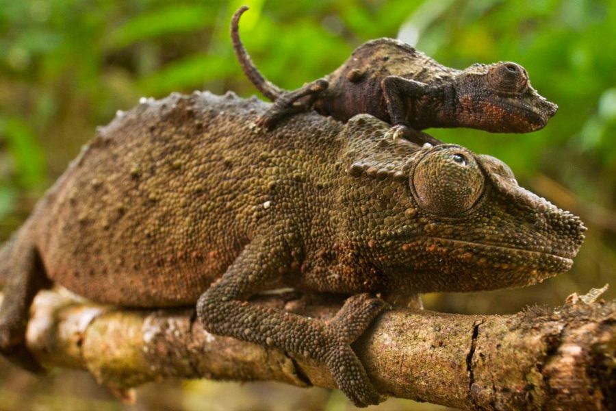 Fotos graciosas de animales - padres e hijos