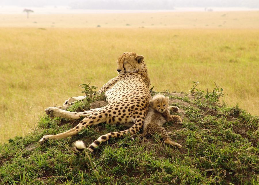 Fotos graciosas de animales - padres e hijos