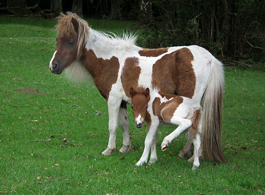 Fotos graciosas de animales - padres e hijos