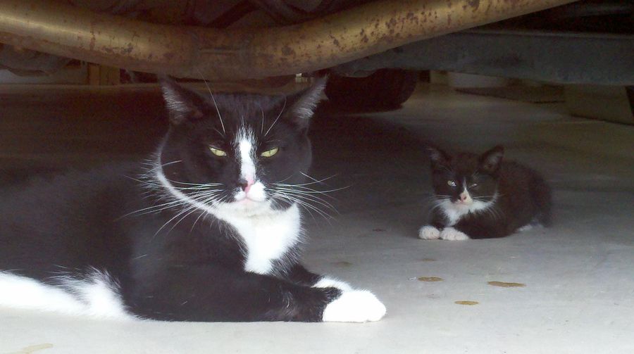 Fotos graciosas de animales - padres e hijos