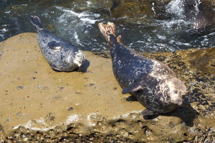 Fotos graciosas de animales - padres e hijos