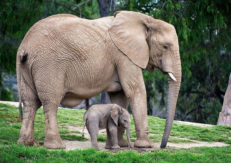 Fotos graciosas de animales - padres e hijos