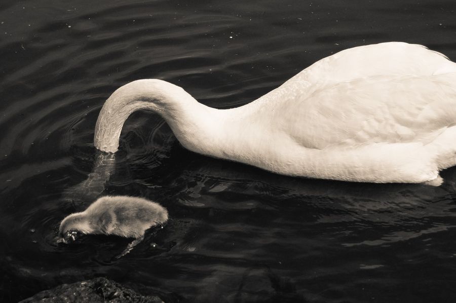 Fotos graciosas de animales - padres e hijos